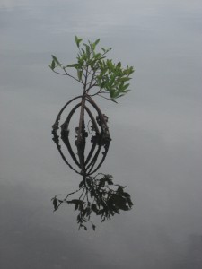 little_mangrove