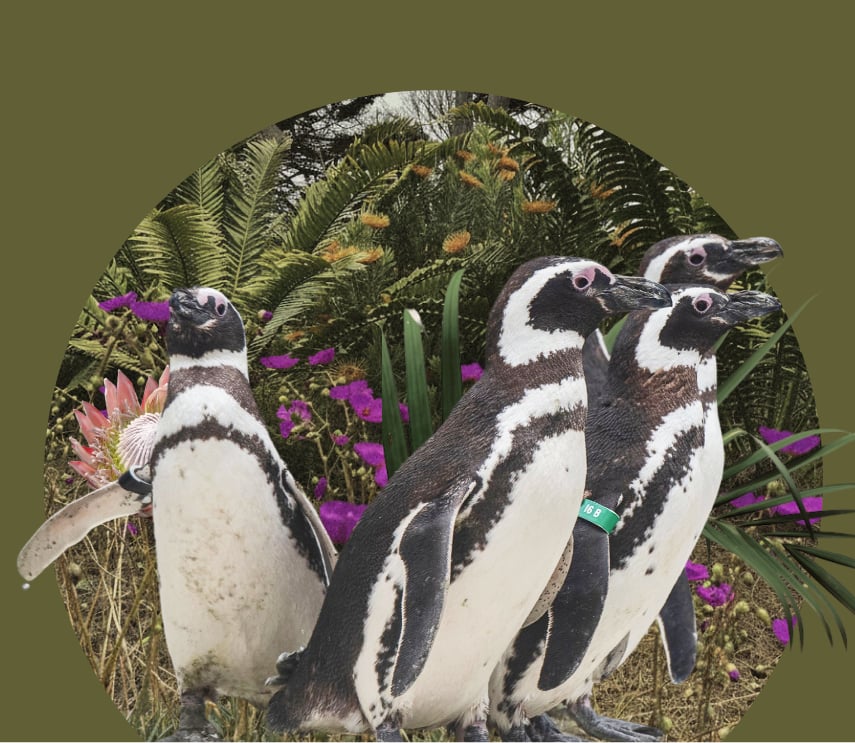 A group of penguins standing among ferns and flowers at the San Francisco Zoo & Gardens