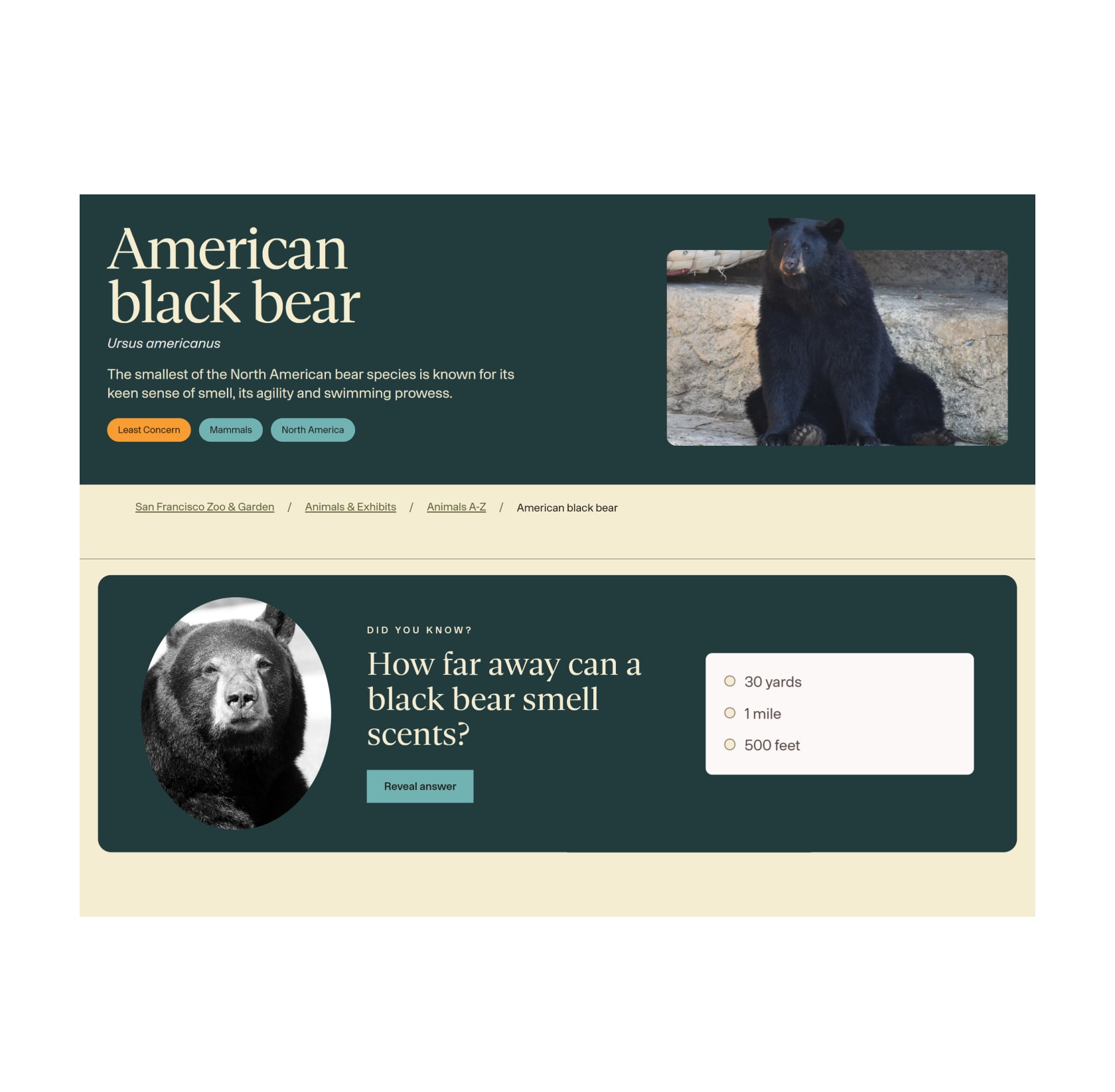 American black bear animal page with a Did you know quiz asking how far away a black bear can smell scents