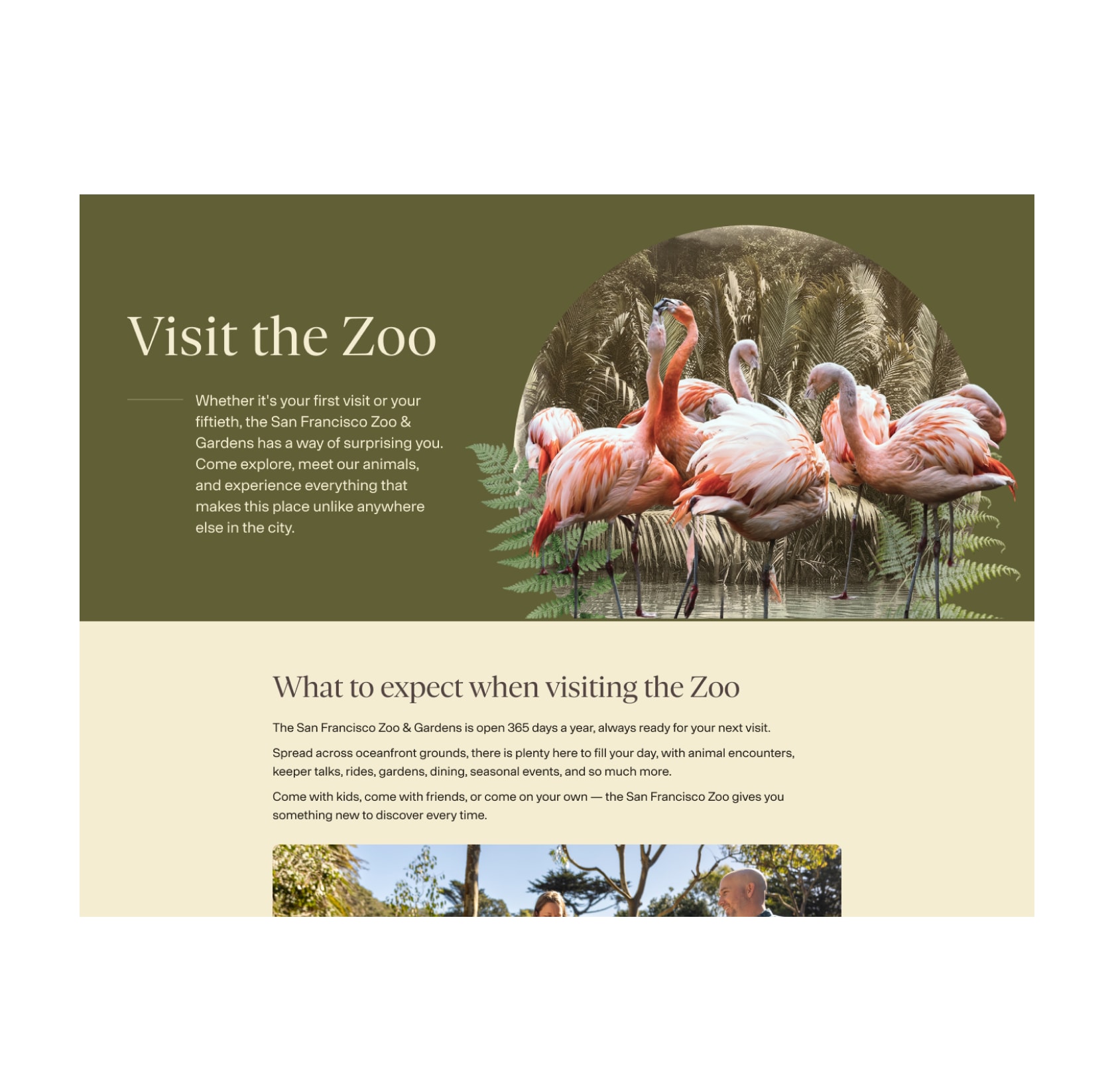 Visit the Zoo page with a cutout photo of flamingos above a What to expect when visiting the Zoo section