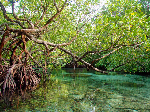 A mangrove tree and it's root system in clear, blue water.