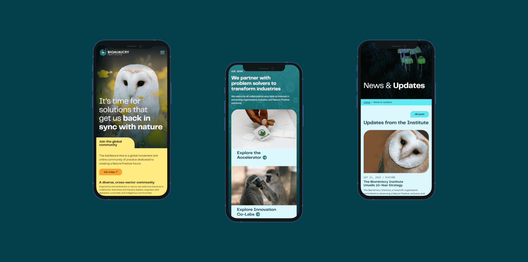 Biomimicry site on three mobile screens