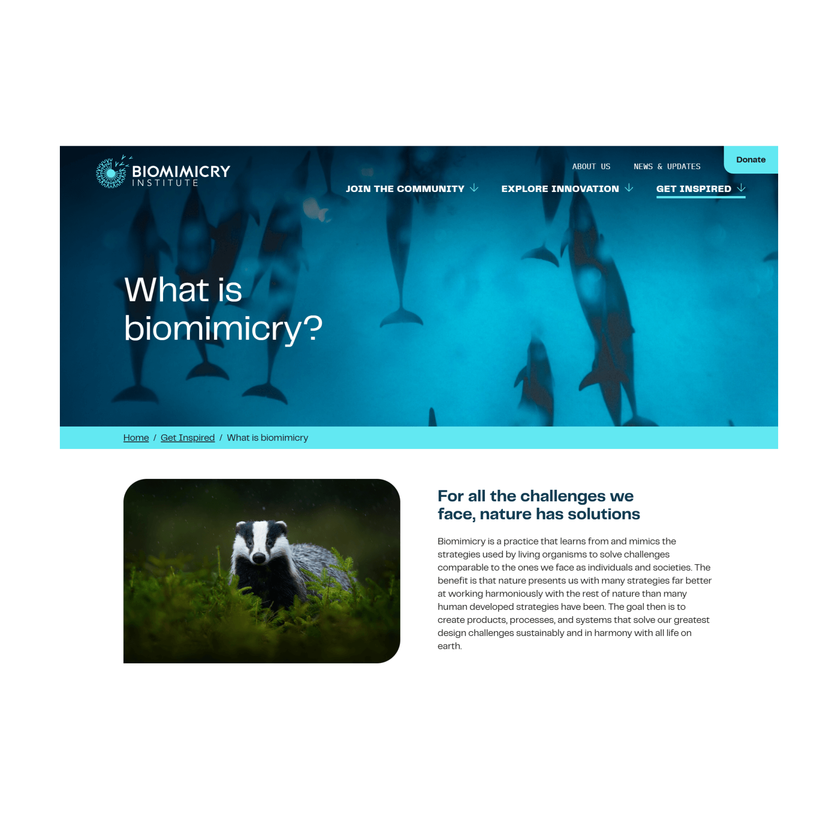 what is biomimicry page screenshot