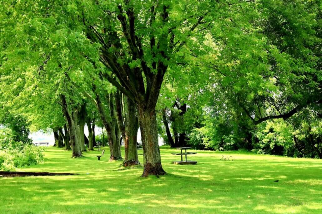 A field of green grass and mature, green trees with benches and a picnic table