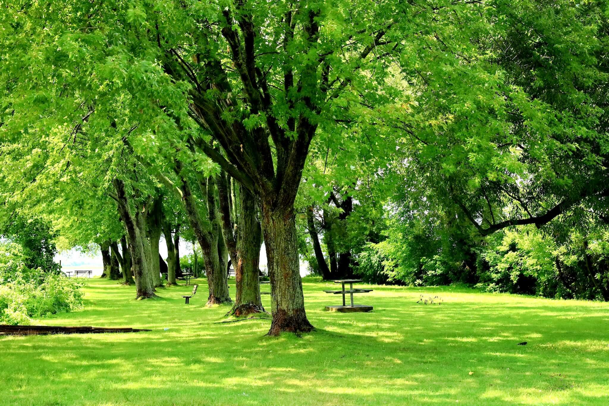A field of green grass and mature, green trees with benches and a picnic table